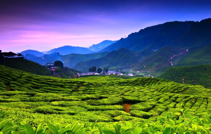 bharat-tea-plantation-cameron-highlands